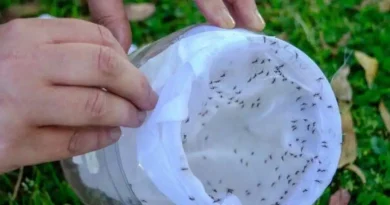 Argentina utiliza mosquitos macho estériles para controlar el dengue