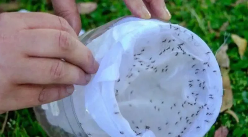 Argentina utiliza mosquitos macho estériles para controlar el dengue