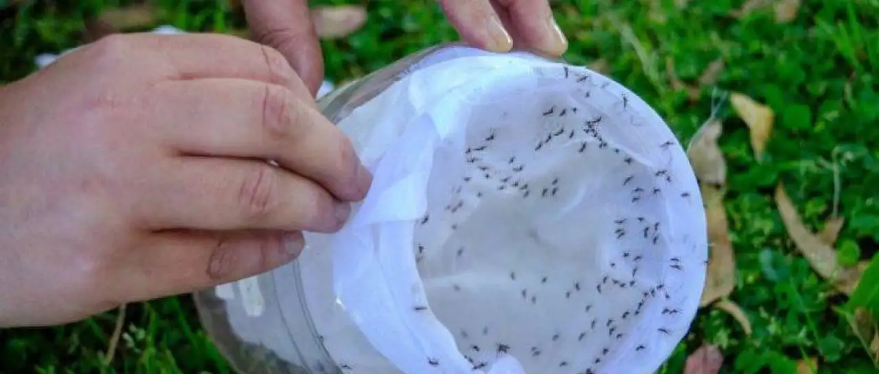 Argentina utiliza mosquitos macho estériles para controlar el dengue