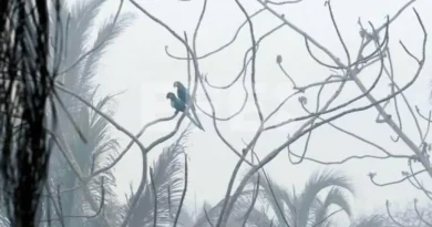 Rescatan 100 especies de fauna silvestre en Bolivia durante incendios