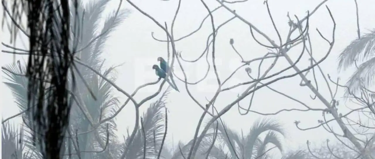 Rescatan 100 especies de fauna silvestre en Bolivia durante incendios