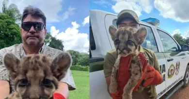 Cría de puma americano es rescatada en Beni