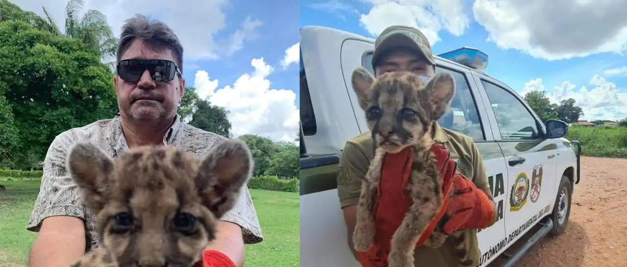 Cría de puma americano es rescatada en Beni