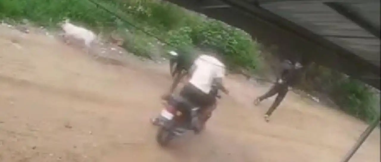 Video: Tres hombres en moto intentaron robar cerdos en Montero